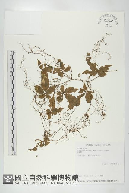 絞股藍藏品圖，第1張