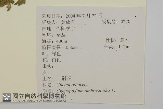 臭杏、土荊芥藏品圖，第2張