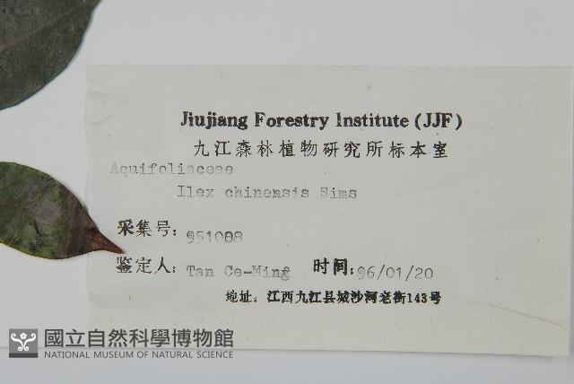 冬青藏品圖，第2張