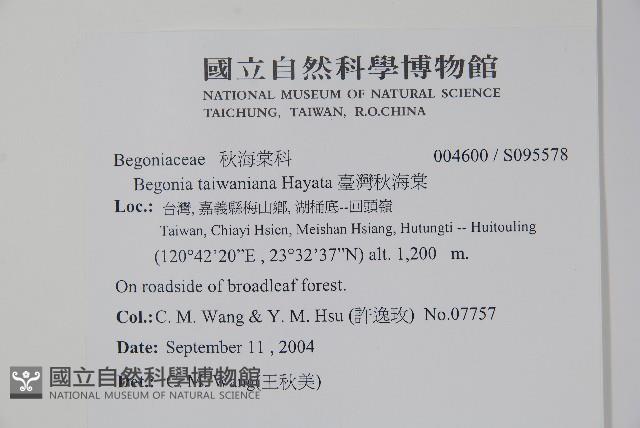 臺灣秋海棠藏品圖，第2張