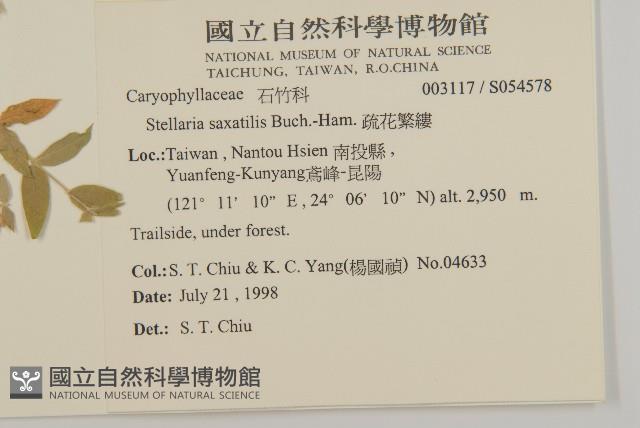 疏花繁縷藏品圖，第2張