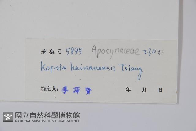 海南蕊木藏品圖，第2張