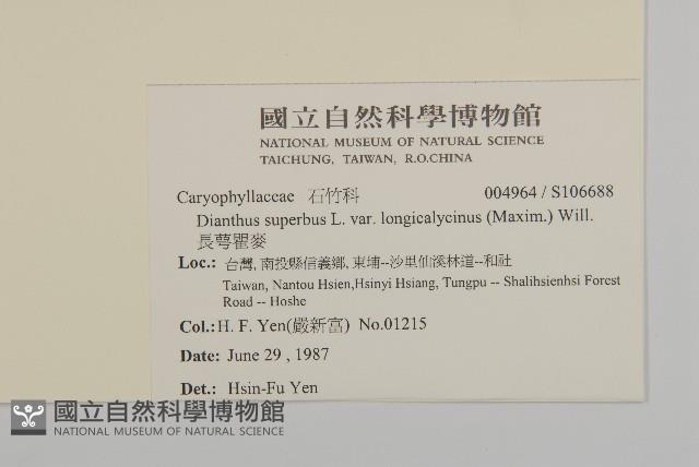 長萼瞿麥藏品圖，第2張