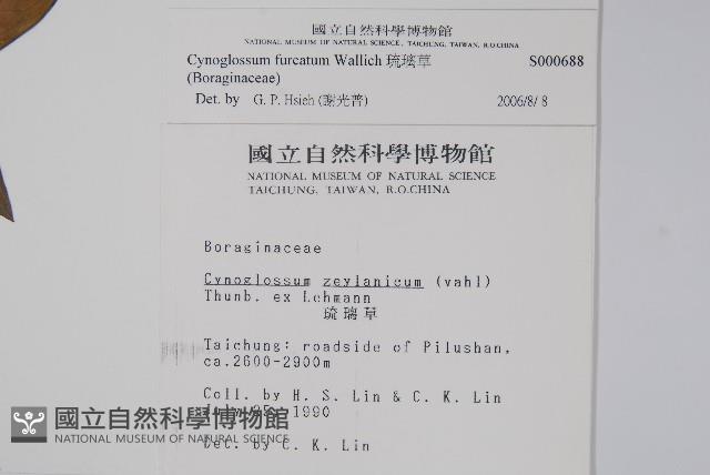 琉璃草藏品圖，第2張