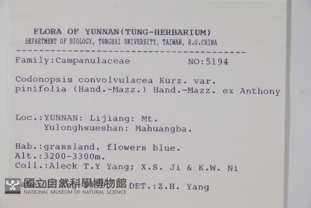 松葉雞蛋參藏品圖，第2張