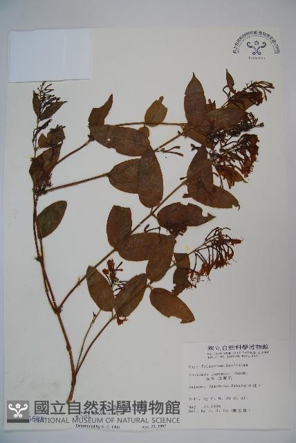 裡白忍冬、紅腺忍冬藏品圖，第1張