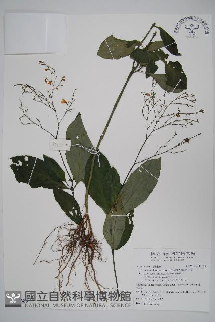 針刺草藏品圖，第1張