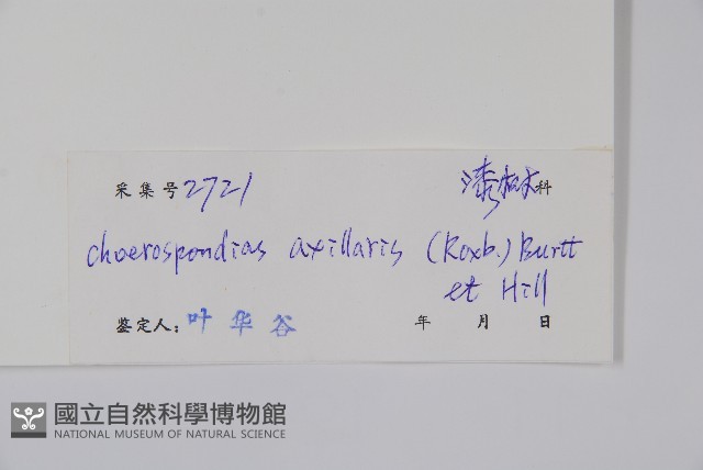 南酸棗藏品圖，第2張