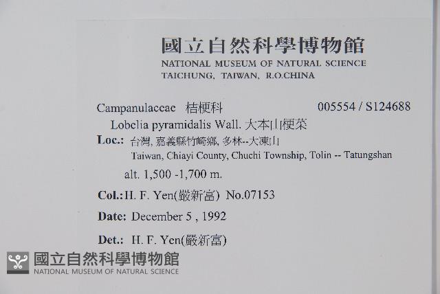 大本山梗菜藏品圖，第2張