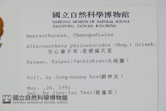 空心蓮子草藏品圖，第2張