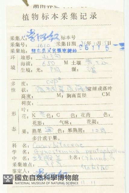 絞股藍藏品圖，第2張