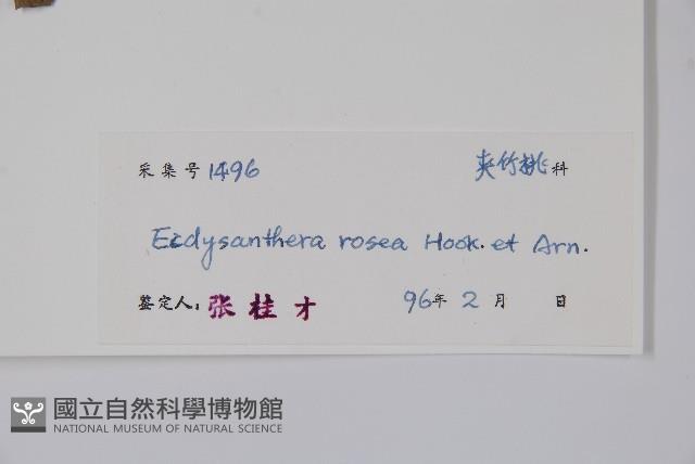 酸藤藏品圖，第2張