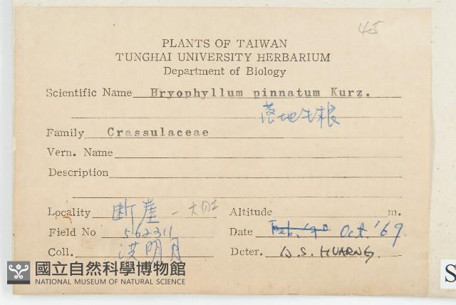 倒吊蓮、匙葉燈籠草藏品圖，第2張