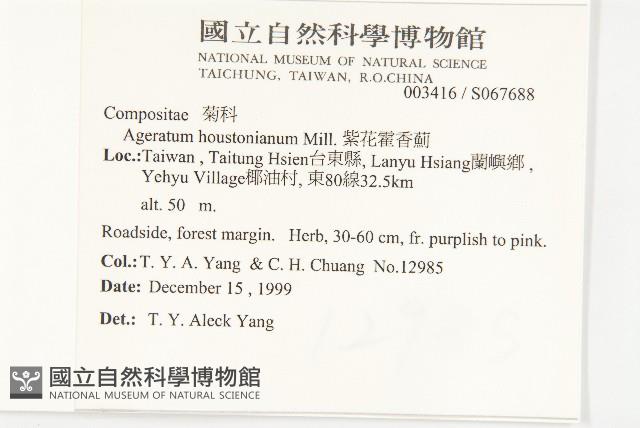 紫花霍香薊藏品圖，第2張