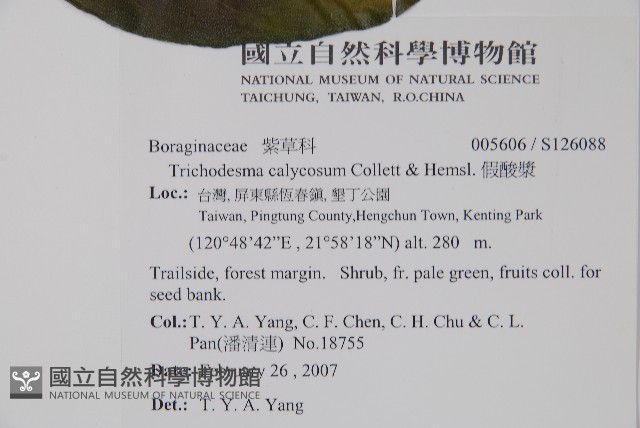 假酸漿藏品圖，第2張