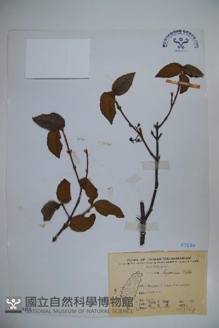 呂宋莢迷藏品圖，第1張