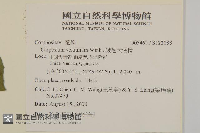 絨毛天名精藏品圖，第2張