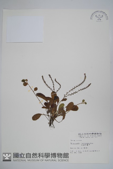 臺灣附地草藏品圖，第1張