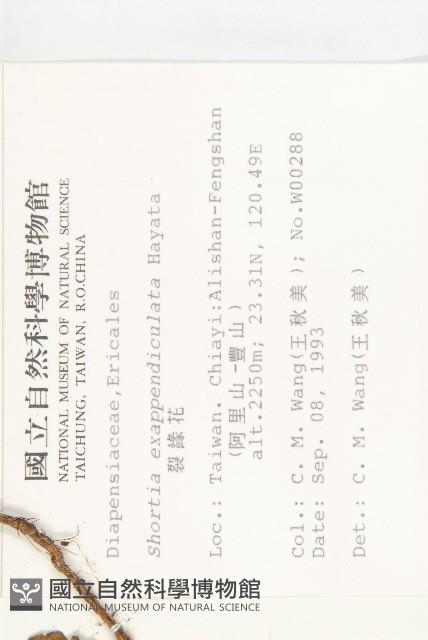 裂緣花藏品圖，第2張