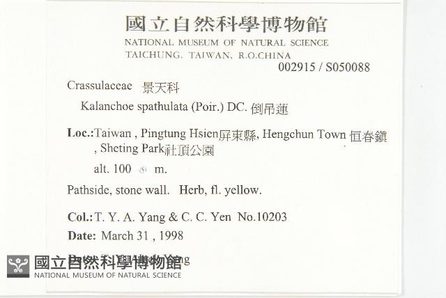 倒吊蓮、匙葉燈籠草藏品圖，第5張