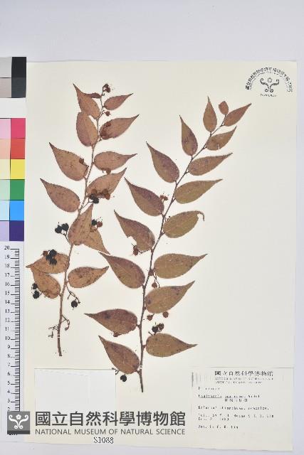 白珠樹藏品圖，第1張