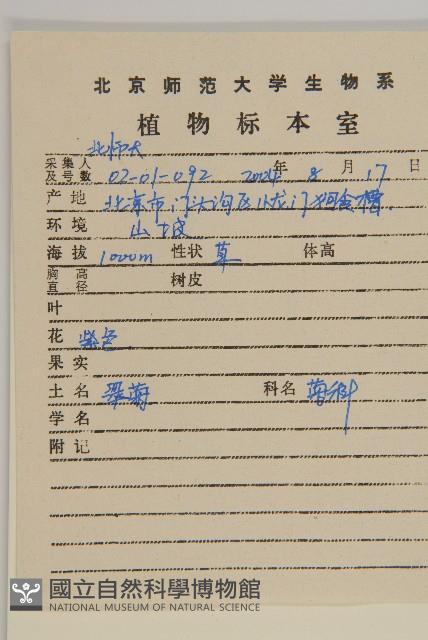 翠菊藏品圖，第2張