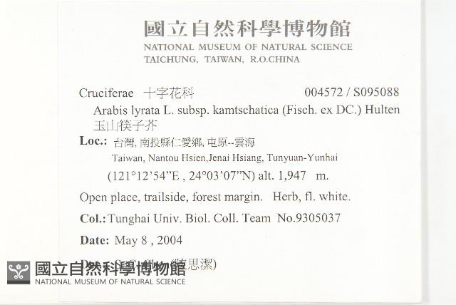 玉山筷子芥藏品圖，第2張