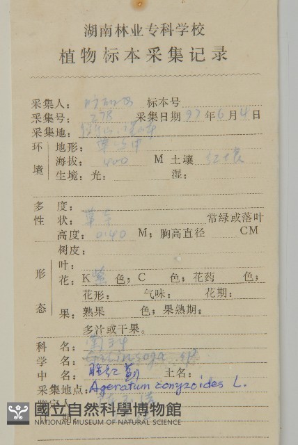 霍香薊藏品圖，第2張