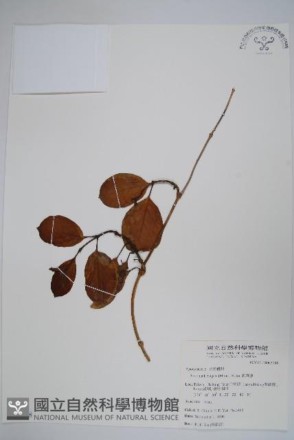 爬森藤藏品圖，第1張