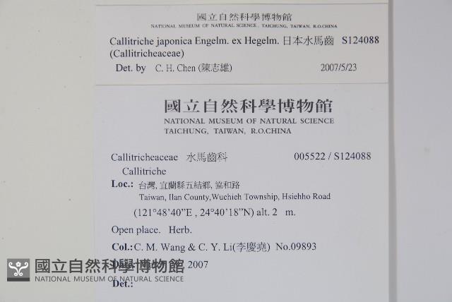 日本水馬齒藏品圖，第2張