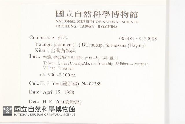 台灣黃鵪菜藏品圖，第2張