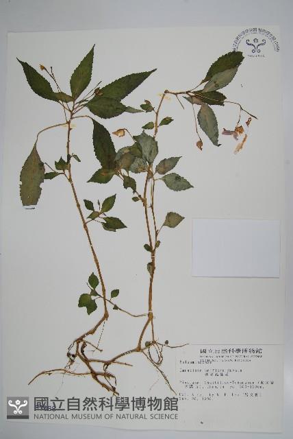 紫花鳳仙花藏品圖，第1張