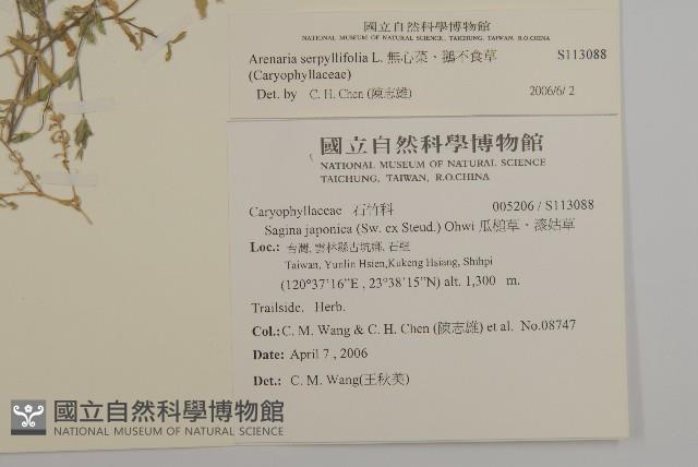 無心菜、鵝不食草藏品圖，第2張