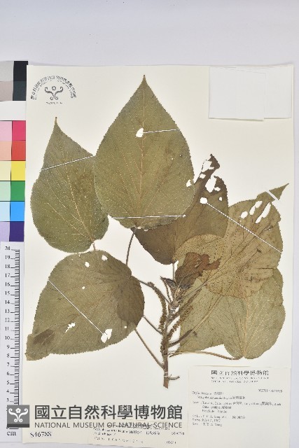 蘭嶼鐵莧、綠島鐵莧藏品圖，第1張