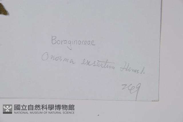 露蕊滇紫草藏品圖，第2張