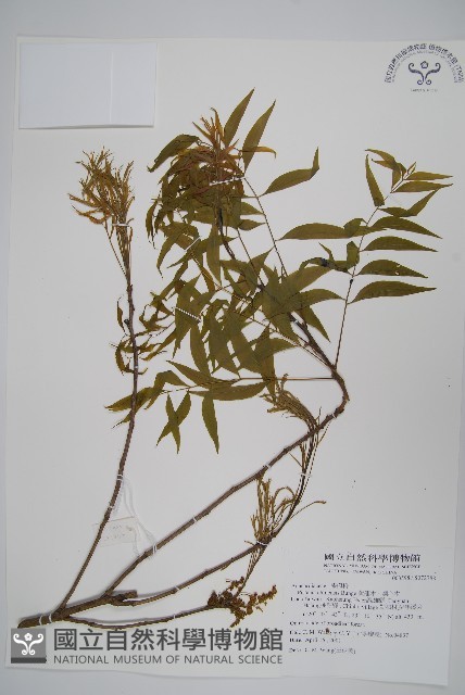 黃連木、爛心木藏品圖，第1張