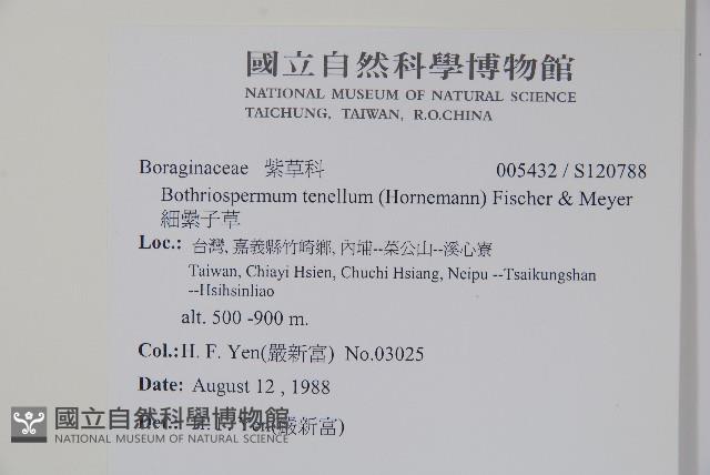 細纍子草藏品圖，第2張