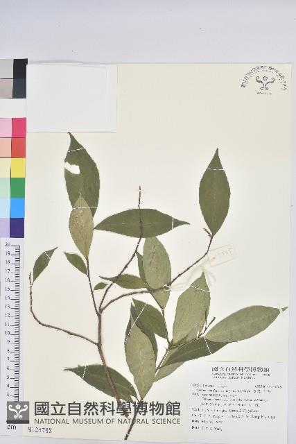 臺灣土沉香藏品圖，第1張