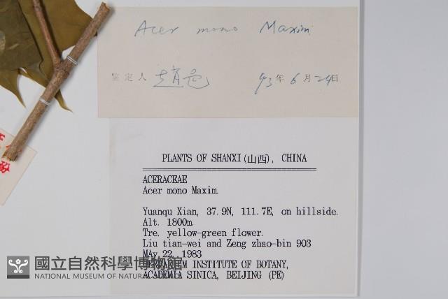 元寶楓, 地錦槭藏品圖，第2張