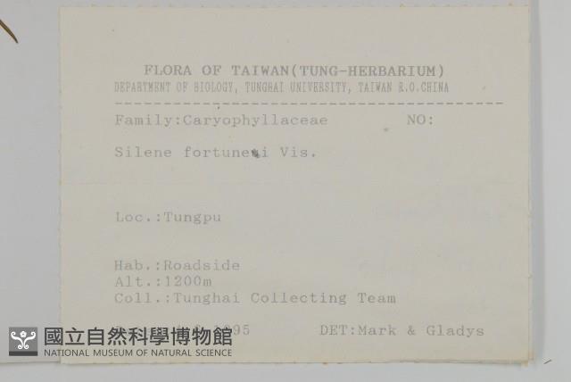 蠅子草藏品圖，第2張