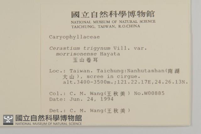 玉山卷耳藏品圖，第2張