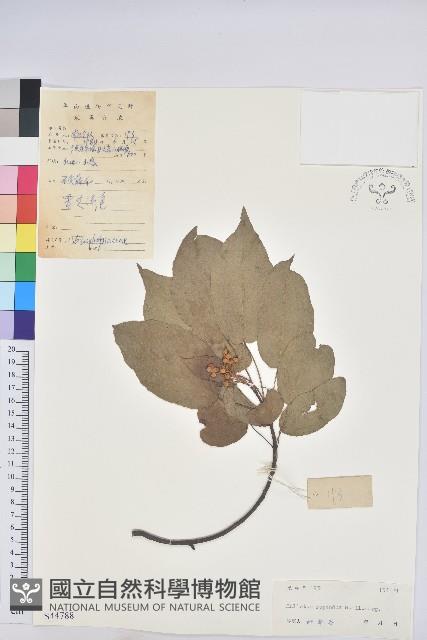 扛香藤藏品圖，第1張