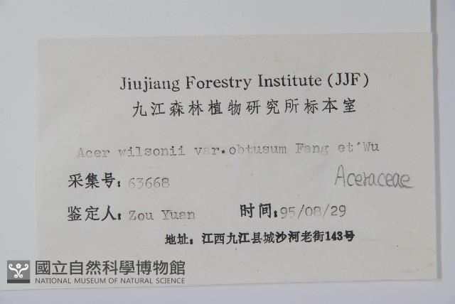 鈍角三峽槭藏品圖，第2張