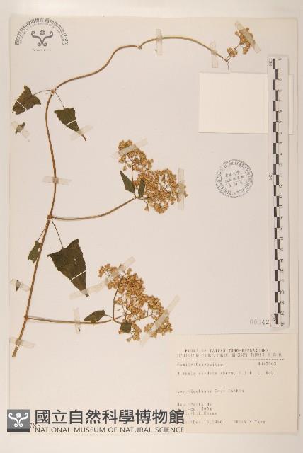 蔓澤蘭藏品圖，第1張