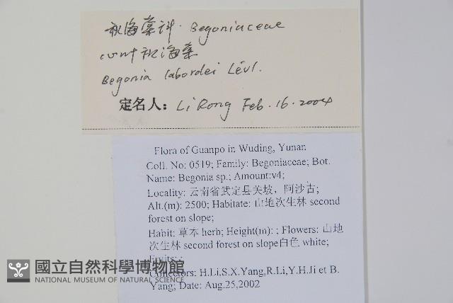 心葉秋海棠藏品圖，第2張