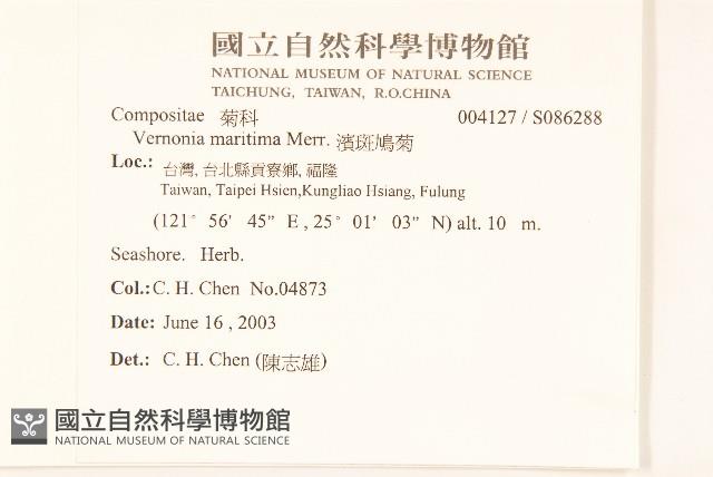 濱斑鳩菊藏品圖，第2張