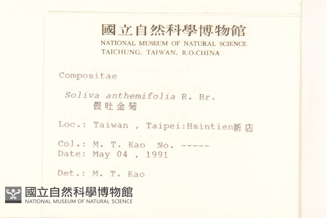 假吐金菊藏品圖，第2張