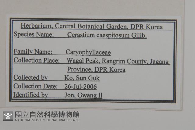 簇生卷耳藏品圖，第2張