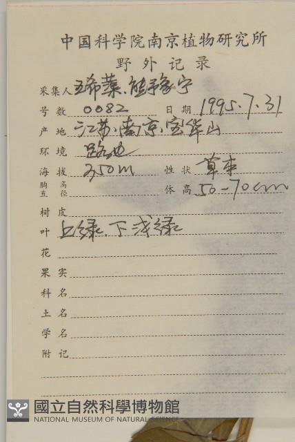 杓兒菜藏品圖，第2張