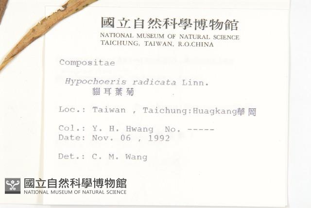 貓兒菊藏品圖，第2張